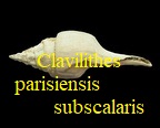 Clavilithes parisiensis subscalaris, Grabau 1904